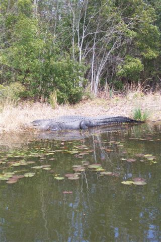 Gators At Santee Cooper Lakes